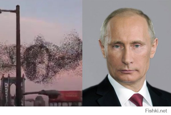 Фсе - Он повсюду!

Жительница Нью-Йорка выложила на Youtube видеоролик со странным поведением птиц. На кадрах видно, как многочисленное скопление пернатых сбивается в тесную стаю и кружит на одном месте. В какой-то момент среди птиц становятся хорошо видны очертания человеческого лица.
По мнению многих пользователей интернета, они сильно напоминают лицо президента России Владимира Путина.