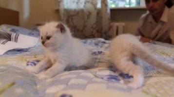 Что это за неведомая хрень или милые кошачьи испуги