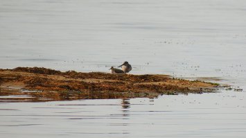 у меня FujiFilm FinePix S1 с 50-кратным зумом, плюс пыле-влаго защищенная, на мах зуме с рук снимать очень тяжело нужен опыт, а вообще лучше монопод или штатив, ну и на мах зуме подшумливают фото