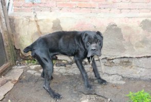 Вот спасенные собаки. Стоимость щенка этой породы от 25 до 120 тыс. КАК?