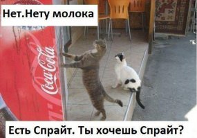 17 животных, живущих обычной человеческой жизнью 