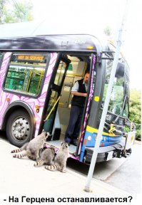 17 животных, живущих обычной человеческой жизнью 