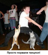 17 животных, живущих обычной человеческой жизнью 