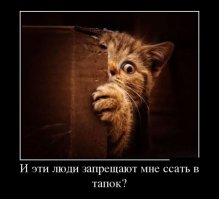 15 котов, которые спрятались от ветеринара 