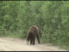 Как некоторые девушки реагируют на знаменитостей