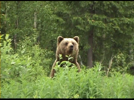 Как некоторые девушки реагируют на знаменитостей
