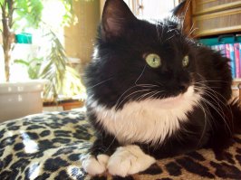 На 9 фото, прям как мой Кузька переродился, тоже белое на мордашке криво и воротничек). Перелечили в ветеринарке и старый был (17 лет), не выдержал наркоза