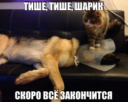 Наглость — второе счастье