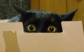 Почему кошки так любят коробки