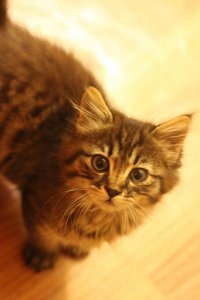 А я и подобрал: