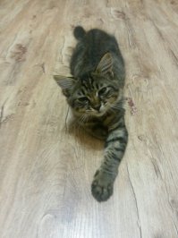 А я и подобрал: