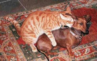 Фотобомбы и фотобомбочки