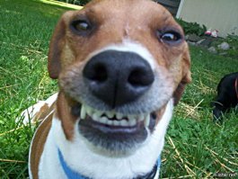 Первый в мире пес-фотограф