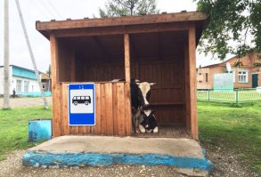 Колян ! Двух телок до города подкинем ?