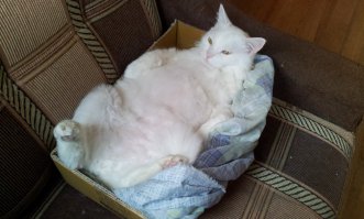 Почему кошки так любят коробки