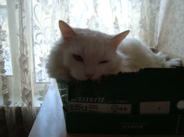 мой ещё и погрызть любит