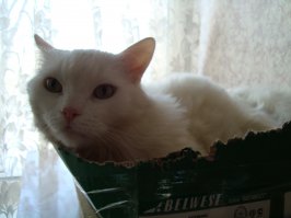 мой ещё и погрызть любит