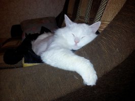 Почему кошки так любят коробки