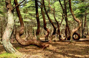 КАЛИНИНГРАД. КУРШСКАЯ КОСА. ТАНЦУЮЩИЙ ЛЕС