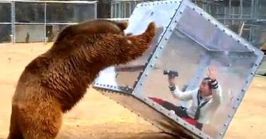 Секрет удачного снимка медведя в естественной среде обитания