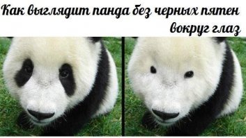 да и с животными не лучше