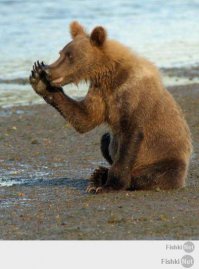 Как некоторые девушки реагируют на знаменитостей