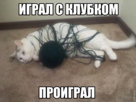 Коты ниндзя и их трюки