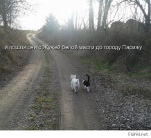 31 животное, нашедшее свою настоящую любовь 