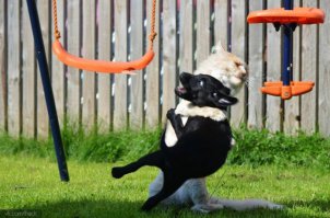 Коты ниндзя и их трюки