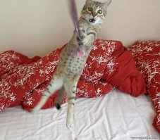 Коты ниндзя и их трюки