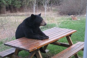 клетка ниочем.
они просто перевернут ее при необходимости. для них фотограф такая же добыча как и та рыба.
