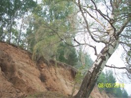 в 2010, на берегу Волги почти все деревья были в коконах паутины