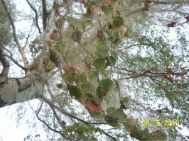 в 2010, на берегу Волги почти все деревья были в коконах паутины