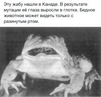 У нас практически все женское население таким образом на мир взирает...