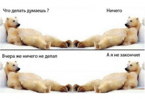 Секрет удачного снимка медведя в естественной среде обитания