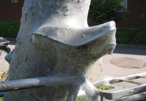 Личинки моли (гусеницы кизильника длинной 12-15мм)Основная цель паутины - защита личинок от голодных хищников.
Яблоневая моль (гусеницы), которая оплела велосипед,оставленный под деревом.
Миллионы гусениц мотыльков вида «bird cherry ermine» заплели белоснежной паутиной деревья в парке Кэмбриджа, Великобритания, 12 июня 2013.