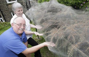 Личинки моли (гусеницы кизильника длинной 12-15мм)Основная цель паутины - защита личинок от голодных хищников.
Яблоневая моль (гусеницы), которая оплела велосипед,оставленный под деревом.
Миллионы гусениц мотыльков вида «bird cherry ermine» заплели белоснежной паутиной деревья в парке Кэмбриджа, Великобритания, 12 июня 2013.