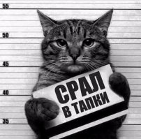 Коты ниндзя и их трюки