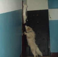 Коты ниндзя и их трюки