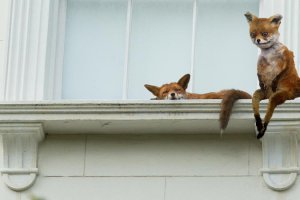 Тогда уж так.