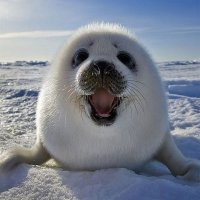 Солнечный денек и маленький белек.