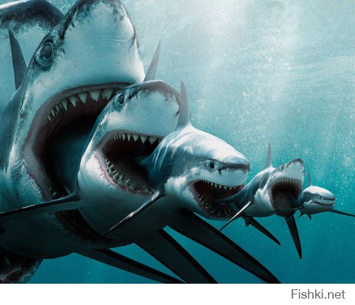 Самая большая акула умеет давать &quot;пять&quot;