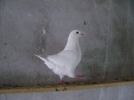 а я б добежала...