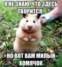 Умиления пост или про животных, которые просто облизали стекло