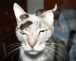 Ладно, я капитулирую! Ты победил...