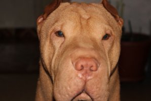 Мой Мишаня (Год Блесс Инвайс Вилюр). Шарики прикольные