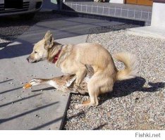 вот что значит жарить утку