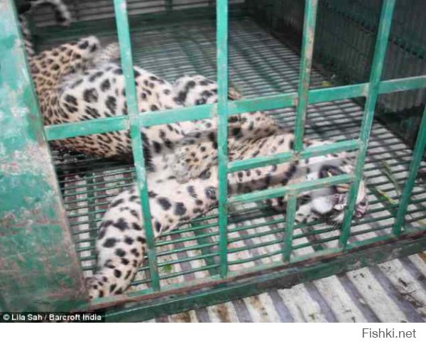 леопард, продолжение