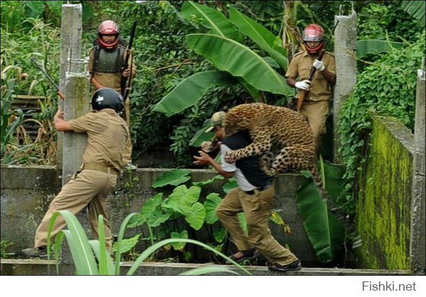 леопард, продолжение