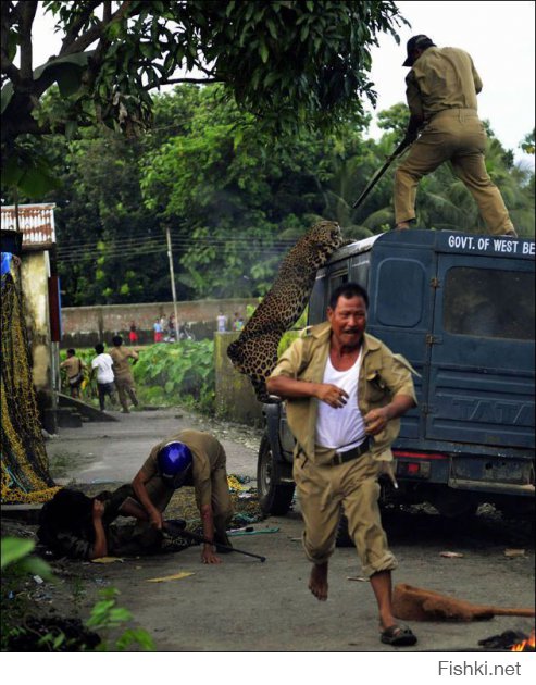 леопард, продолжение